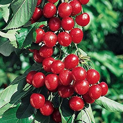 Picture of All Season Sweet Cherry Plant Seeds - 5 Pcs Seeds (intact packet)