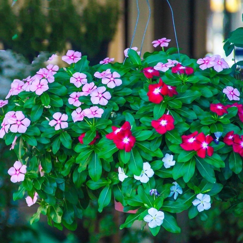 Picture of Vinca/Noyontara Flower SeedS - 15 Pcs SeedS