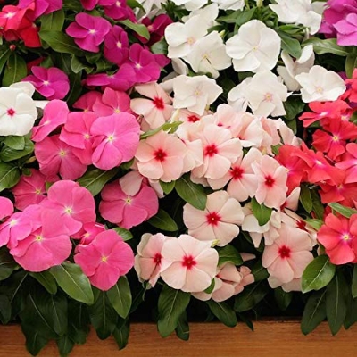 Picture of Vinca/Noyontara Flower SeedS - 15 Pcs SeedS