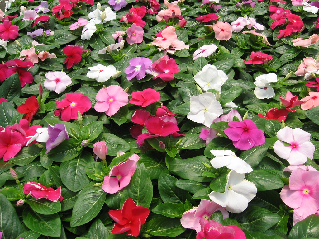 Picture of Vinca/Noyontara Flower SeedS - 15 Pcs SeedS