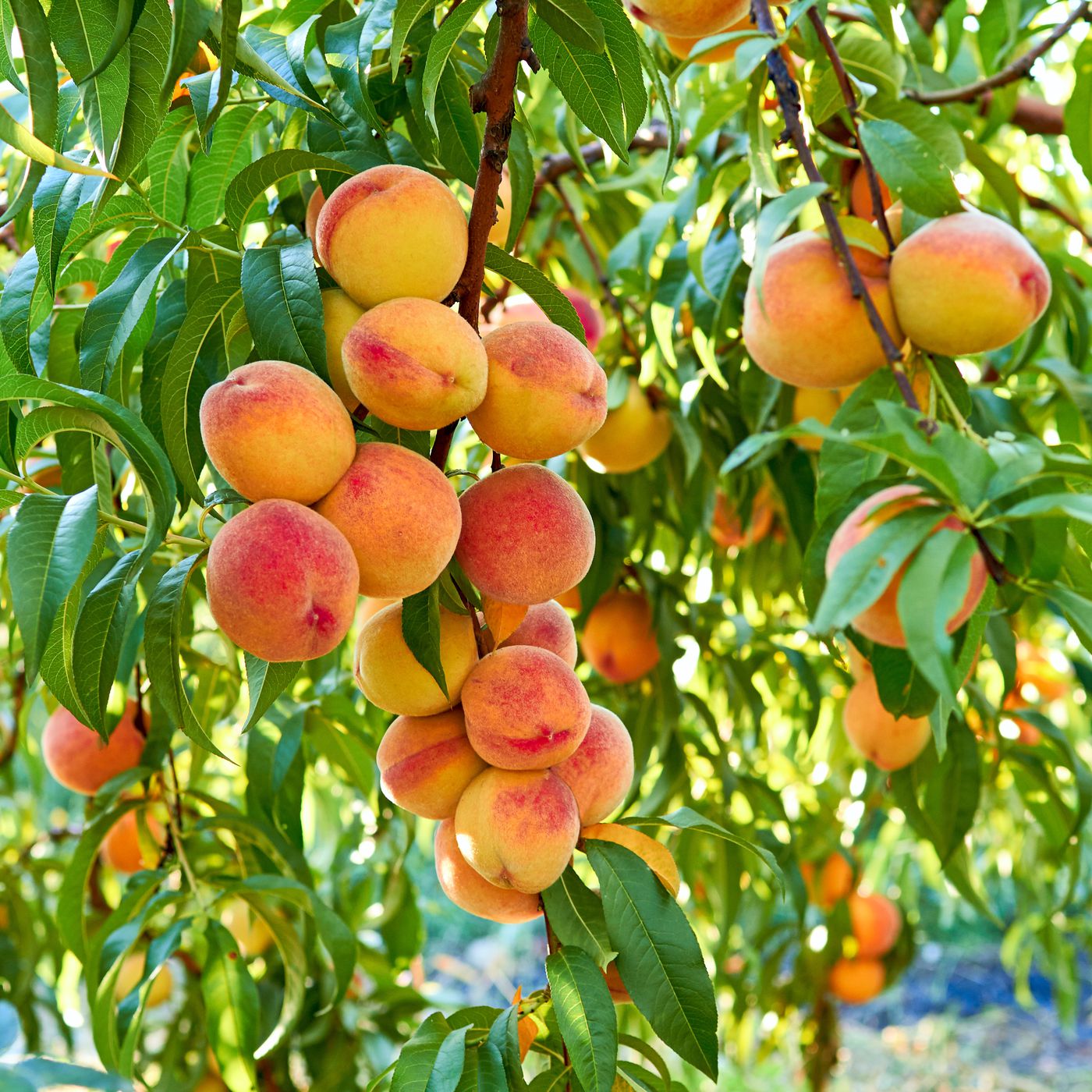 Picture of Global Peach Tree SeedS -  3 Pcs SeedS