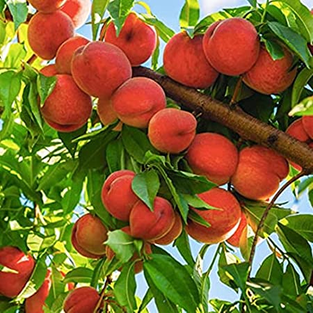 Picture of Global Peach Tree SeedS -  3 Pcs SeedS
