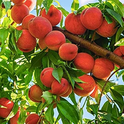 Picture of Global Peach Tree SeedS -  3 Pcs SeedS
