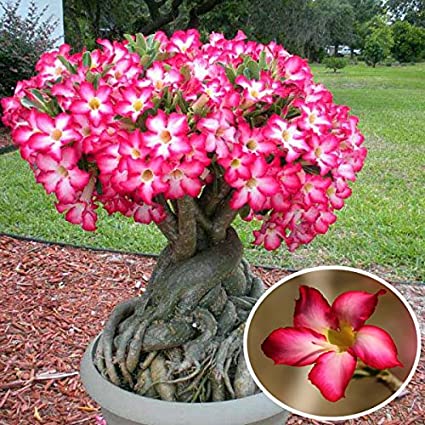 Picture of Desert Rose Seeds Adenium Obesum SemillaS Bonsai Desert Rose Flower Plant-5Pcs seedS