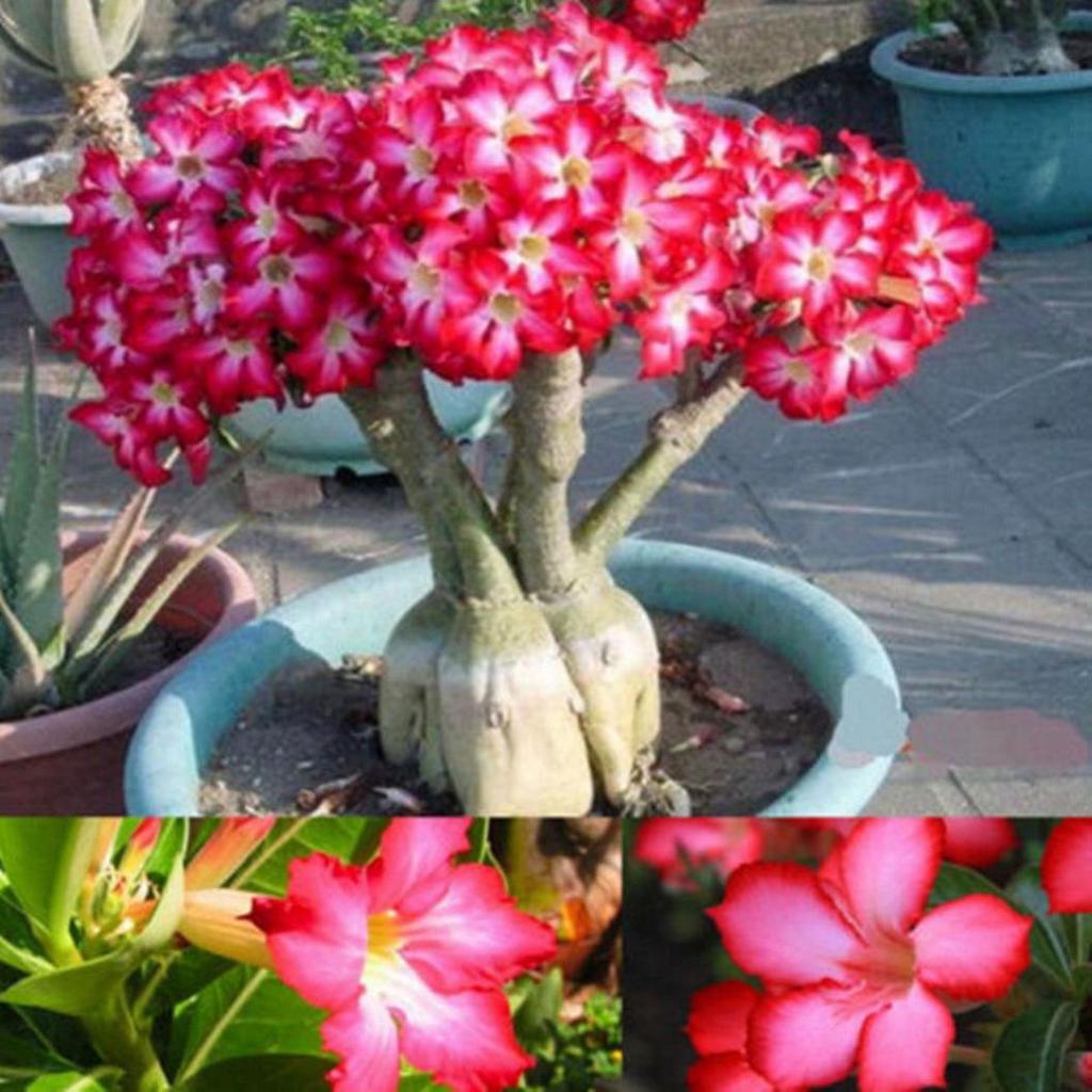 Picture of Desert Rose Seeds Adenium Obesum SemillaS Bonsai Desert Rose Flower Plant-5Pcs seedS