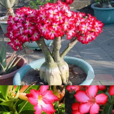 Picture of Desert Rose Seeds Adenium Obesum SemillaS Bonsai Desert Rose Flower Plant-5Pcs seedS