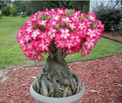 Picture of Desert Rose Seeds Adenium Obesum SemillaS Bonsai Desert Rose Flower Plant-5Pcs seedS