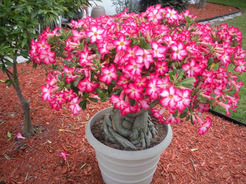 Picture of Desert Rose Seeds Adenium Obesum SemillaS Bonsai Desert Rose Flower Plant-5Pcs seedS