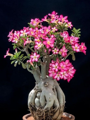 Picture of Bonsai Multicolor Single Petal Adenium Obseum SeedS - 5pcs SeedS
