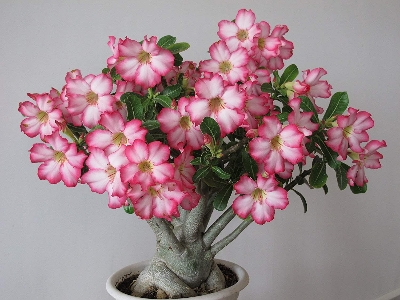 Picture of Bonsai Multicolor Single Petal Adenium Obseum SeedS - 5pcs SeedS