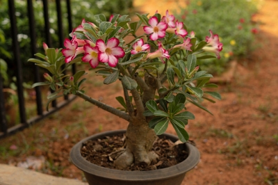 Picture of Bonsai Multicolor Single Petal Adenium Obseum SeedS - 5pcs SeedS