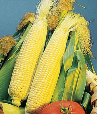 Picture of Hybrid Buttergold All Season Sweet Corn Seeds  -30 Pcs Seeds