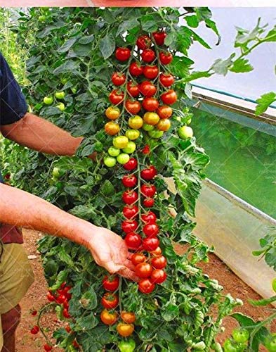 Picture of All Season 30 Pcs Edible Climbing Tomato Bonsai Seeds