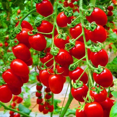 Picture of All Season 30 Pcs Edible Climbing Tomato Bonsai Seeds