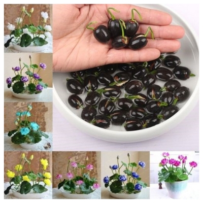 Picture of Lotus Flower Bonsai For Summer Real Bowl Lotus Pots Bonsai Seeds - 5 pcs