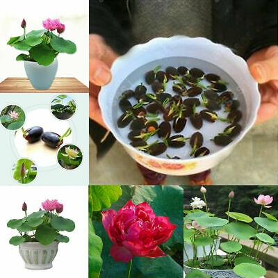 Picture of Lotus Flower Bonsai For Summer Real Bowl Lotus Pots Bonsai Seeds - 5 pcs