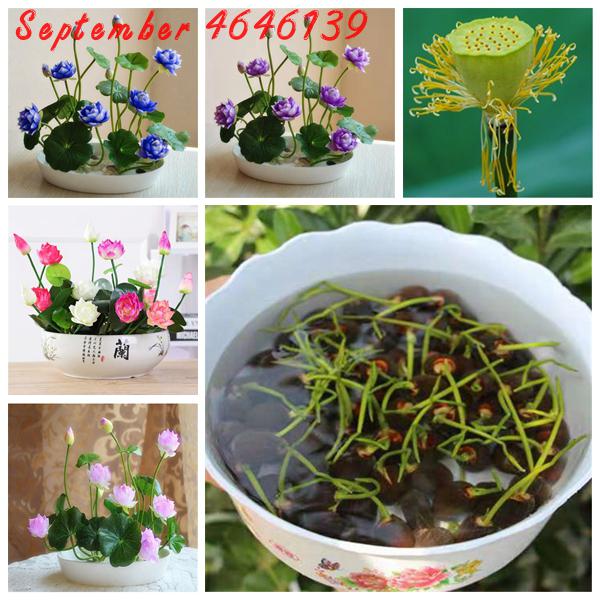 Picture of Lotus Flower Bonsai For Summer Real Bowl Lotus Pots Bonsai Seeds - 5 pcs
