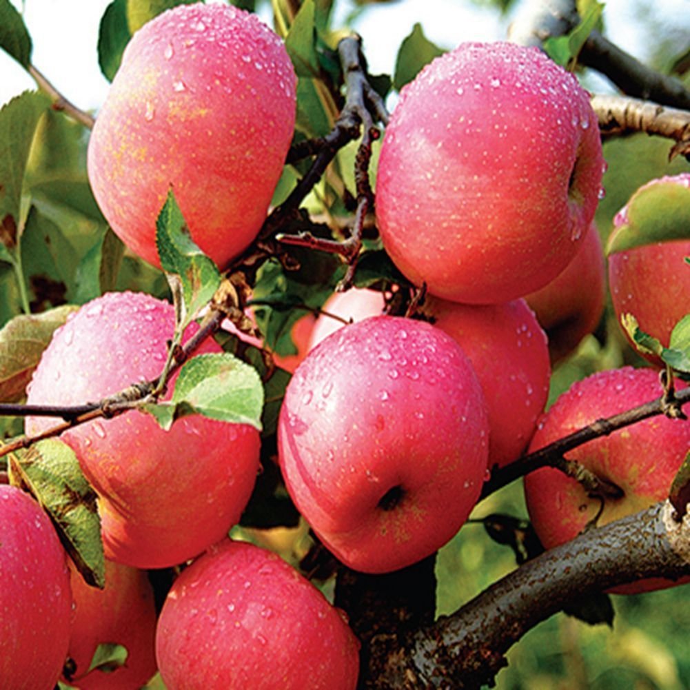 Picture of 15 pcs Azalea Gardens Bonsai Suitable Apple Tree Fruit Seeds Plants Seed Outdoor Living Yard Home Garden - 15 Pcs