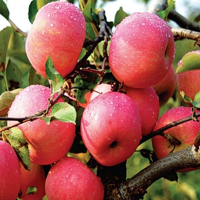 Picture of 15 pcs Azalea Gardens Bonsai Suitable Apple Tree Fruit Seeds Plants Seed Outdoor Living Yard Home Garden - 15 Pcs