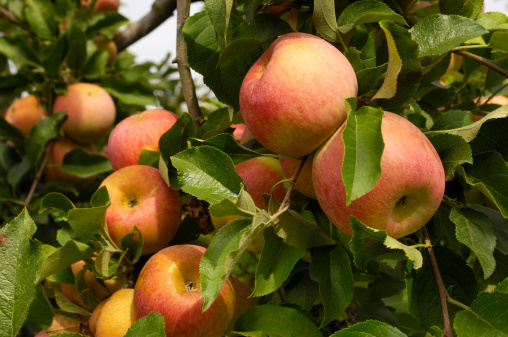 Picture of 15 pcs Azalea Gardens Bonsai Suitable Apple Tree Fruit Seeds Plants Seed Outdoor Living Yard Home Garden - 15 Pcs