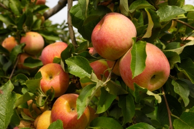 Picture of 15 pcs Azalea Gardens Bonsai Suitable Apple Tree Fruit Seeds Plants Seed Outdoor Living Yard Home Garden - 15 Pcs