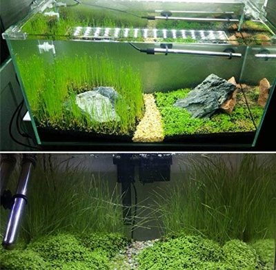 Picture of 300+ Aquarium Plants Seeds Mini Dwarf Pearl Plants Aquarium Grass Seed Fish Tank Ornamental Aquatic Water Grass Plant Pot Aquarium Grass Seeds Water Aquatic Plant Seeds Mini Double Leaves Water Plants Home Garden Easy To Grow