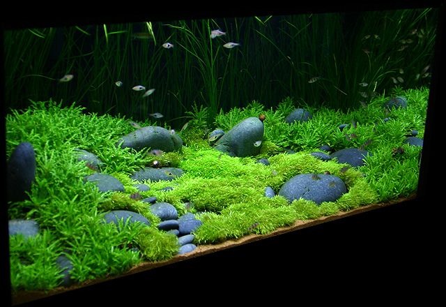 Picture of 300+ Aquarium Plants Seeds Mini Dwarf Pearl Plants Aquarium Grass Seed Fish Tank Ornamental Aquatic Water Grass Plant Pot Aquarium Grass Seeds Water Aquatic Plant Seeds Mini Double Leaves Water Plants Home Garden Easy To Grow