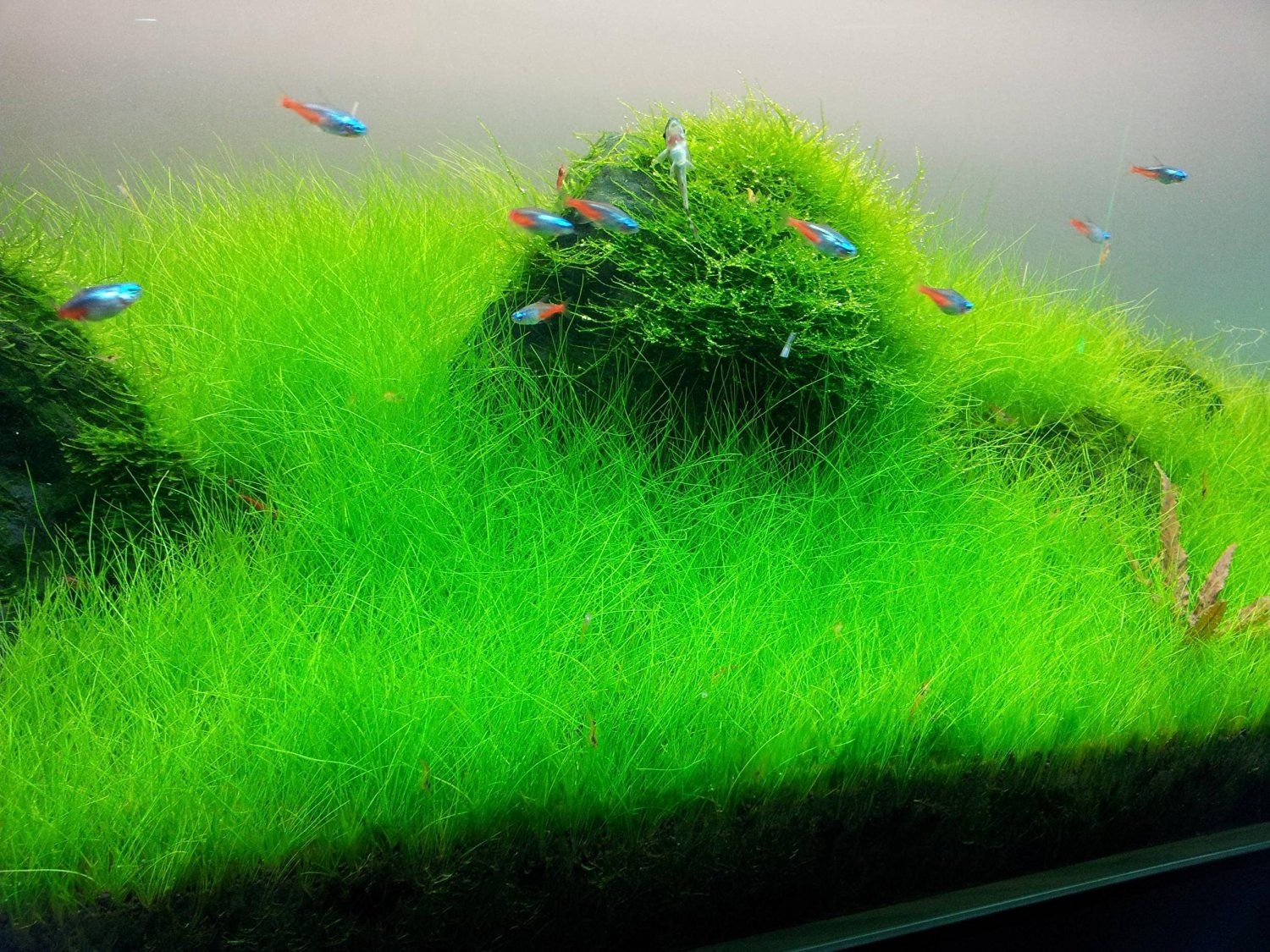 Picture of 300+ Aquarium Plants Seeds Mini Dwarf Pearl Plants Aquarium Grass Seed Fish Tank Ornamental Aquatic Water Grass Plant Pot Aquarium Grass Seeds Water Aquatic Plant Seeds Mini Double Leaves Water Plants Home Garden Easy To Grow
