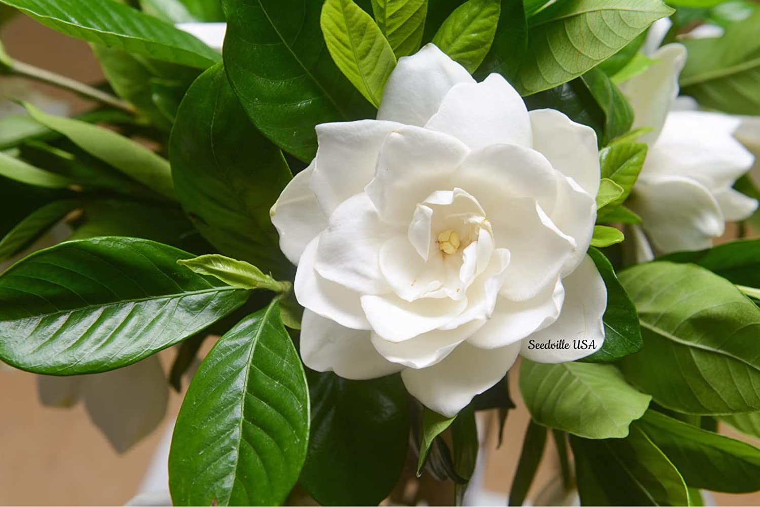 Picture of (All Season) Gardenia Bulbs Jasmine Flower Tree SeedS - 15 Pcs SeedS