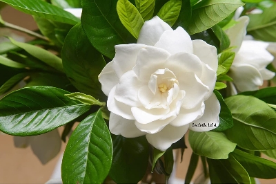Picture of (All Season) Gardenia Bulbs Jasmine Flower Tree SeedS - 15 Pcs SeedS