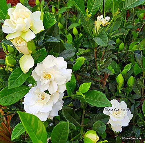 Picture of (All Season) Gardenia Bulbs Jasmine Flower Tree SeedS - 15 Pcs SeedS