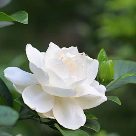 Picture of (All Season) Gardenia Bulbs Jasmine Flower Tree SeedS - 15 Pcs SeedS