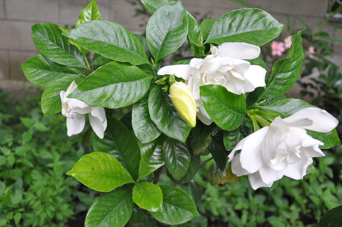 Picture of (All Season) Gardenia Bulbs Jasmine Flower Tree SeedS - 15 Pcs SeedS