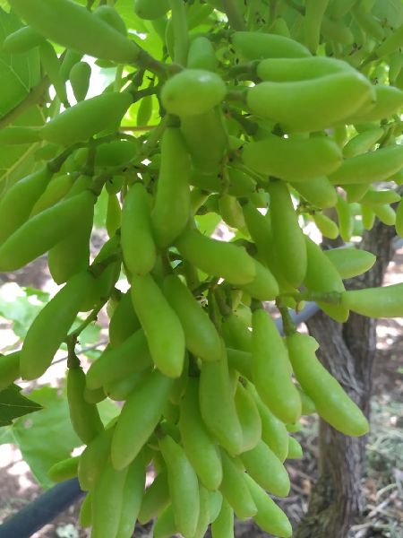 Picture of Super Sonaka Grape SeedS -20 Pcs SeedS