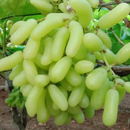 Picture of Super Sonaka Grape SeedS -20 Pcs SeedS