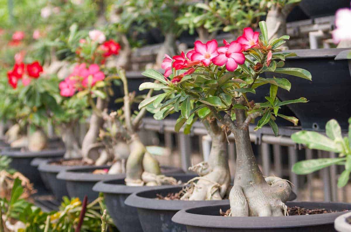 Picture of Bonsai Multicolor Single Petal Adenium Obseum Tree SeedS - 5pcs SeedS