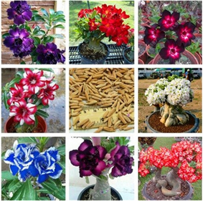 Picture of Bonsai Multicolor Single Petal Adenium Obseum Tree SeedS - 5pcs SeedS