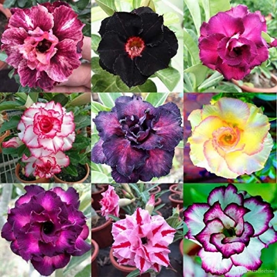 Picture of Bonsai Multicolor Single Petal Adenium Obseum Tree SeedS - 5pcs SeedS