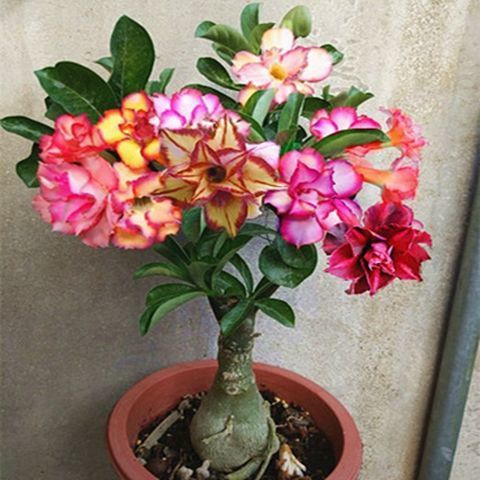 Picture of Bonsai Multicolor Single Petal Adenium Obseum Tree SeedS - 5pcs SeedS