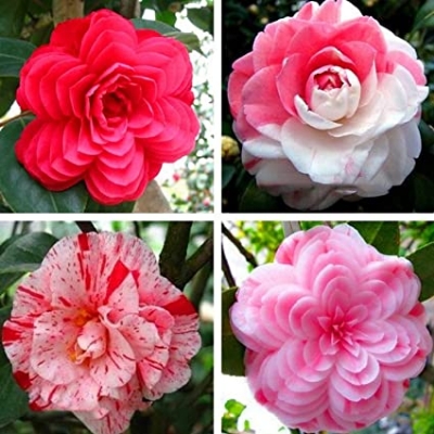 Picture of Real Camellia Seeds,Mixed Color Flower Seeds, Diy Potted Plants, Indoor / Outdoor Bonsai Pot Plant FoR Home Garden - 20 Pcs