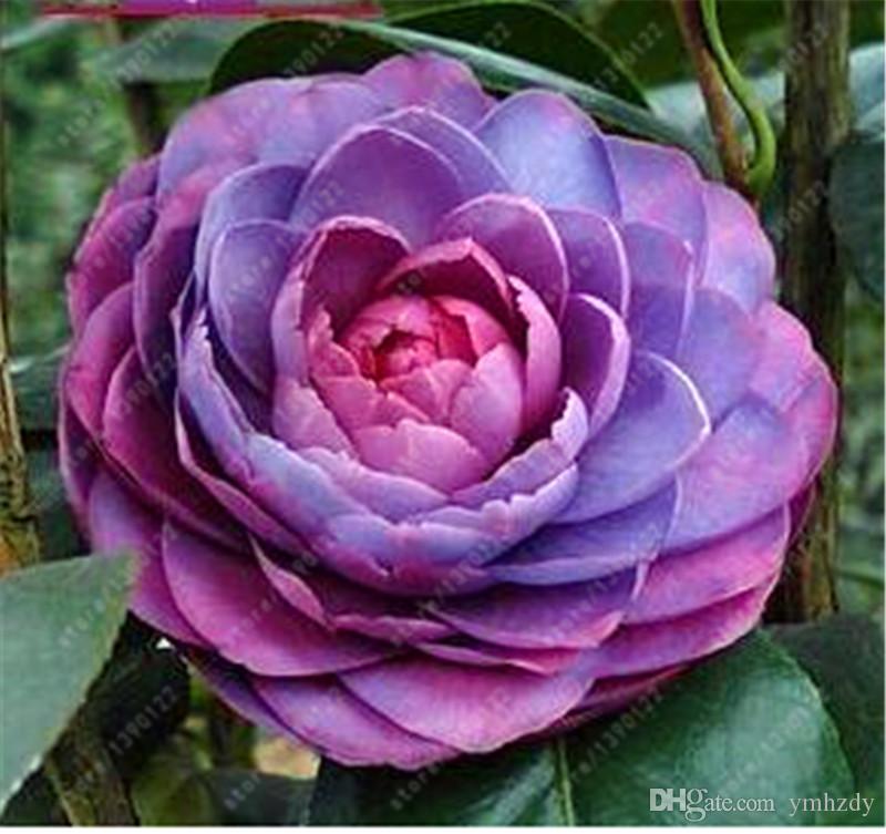 Picture of Real Camellia Seeds,Mixed Color Flower Seeds, Diy Potted Plants, Indoor / Outdoor Bonsai Pot Plant FoR Home Garden - 20 Pcs