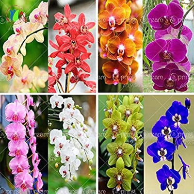 Picture of All Season Cymbidium Orchid Flower Seeds,: Mix - 10Pcs