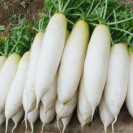 Picture of All Season Organic White Radish Seeds Good Quality- 30 Pieces