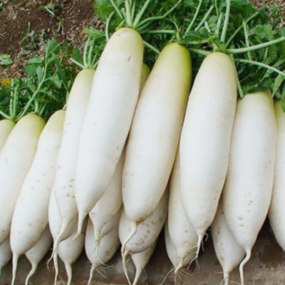 Picture of All Season Organic White Radish Seeds Good Quality- 30 Pieces