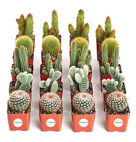 Picture of Rare Cactus Plants Natural Bonsai Seeds -20 Pcs