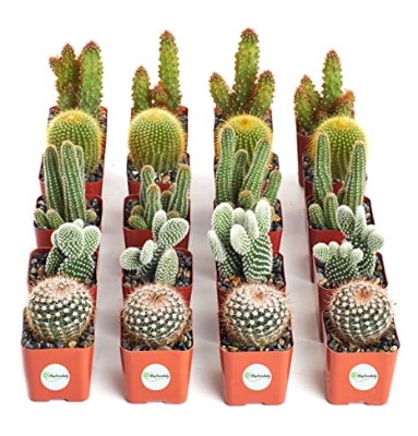 Picture of Rare Cactus Plants Natural Bonsai Seeds -20 Pcs