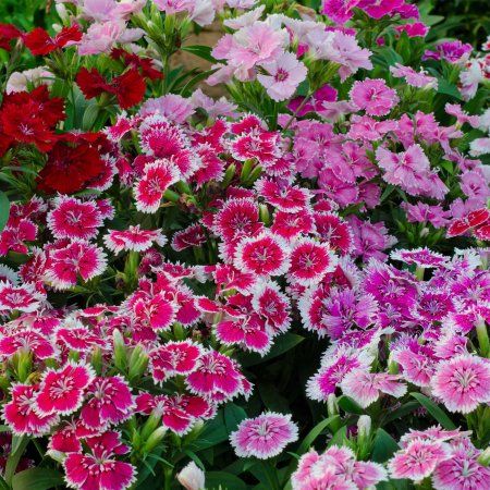 Picture of All Season Dianthus Multicolor Flower Seeds - 20pcs seeds