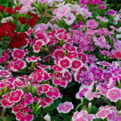 Picture of All Season Dianthus Multicolor Flower Seeds - 20pcs seeds