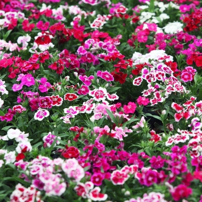 Picture of All Season Dianthus Multicolor Flower Seeds - 20pcs seeds