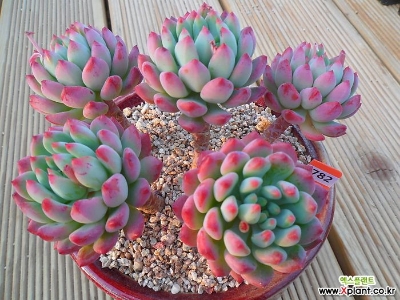 Picture of Sedeveria Letizia Cactus Seeds - 20 Pcs Seeds (Global Seeds)